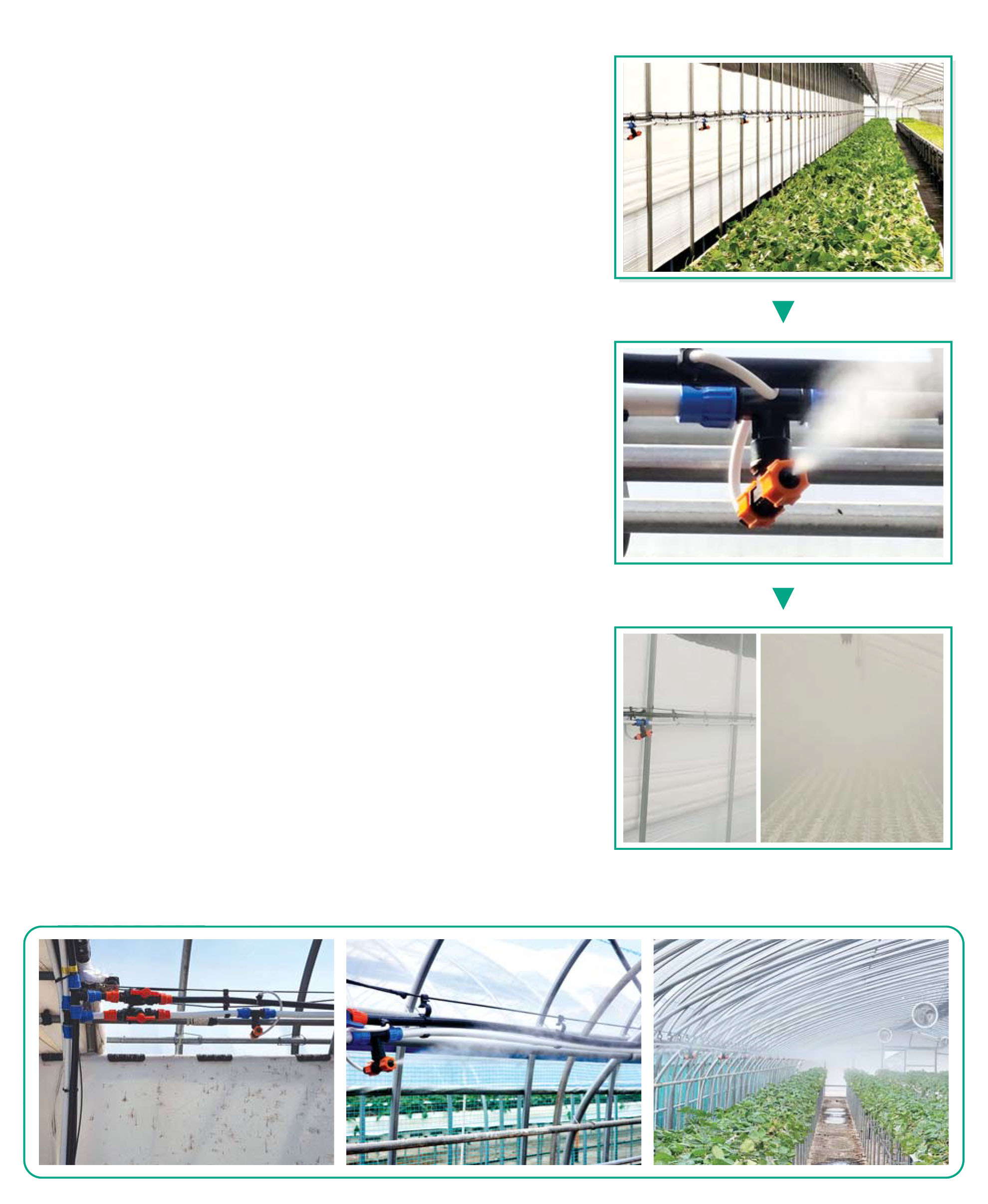 Cool-Fog misting system in greenhouse