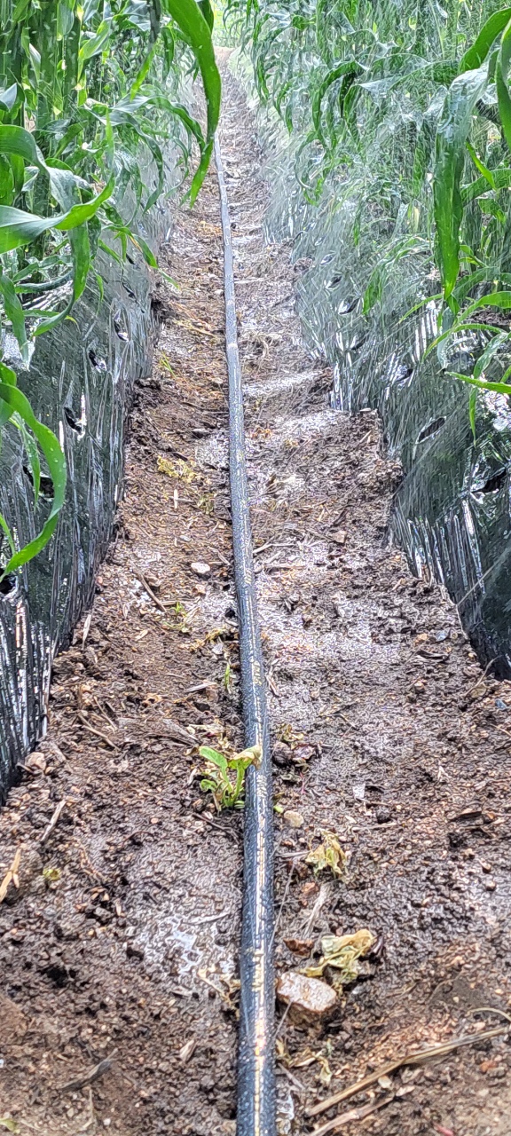 Orchard irrigation