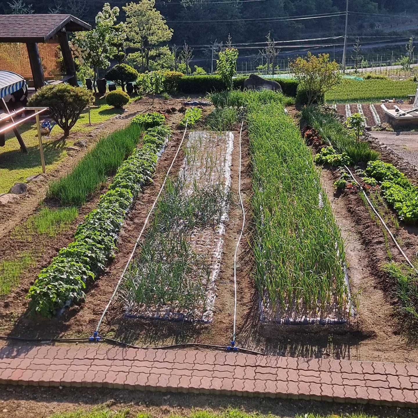 Global irrigation deployment