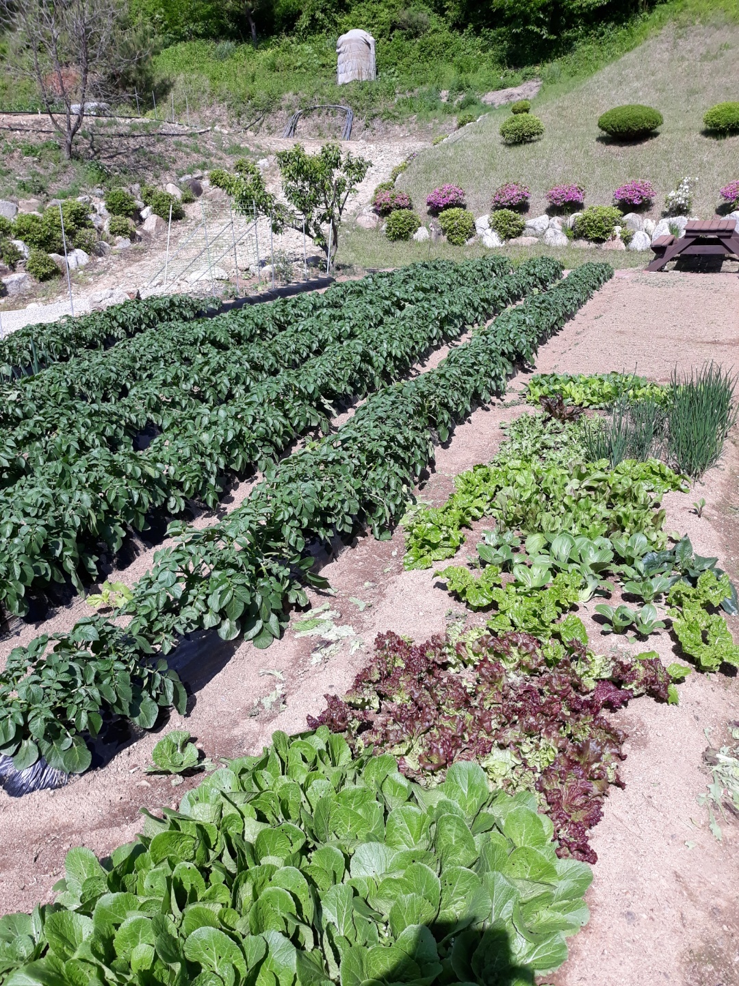 Greenhouse irrigation