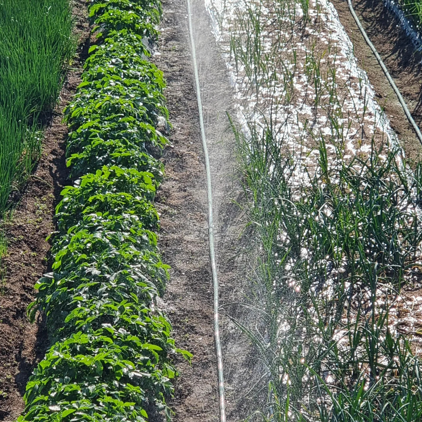 Water saving irrigation technology